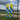 Balloon Column